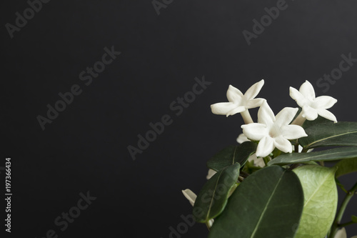 Jasmine flower plant with green leaf on black background