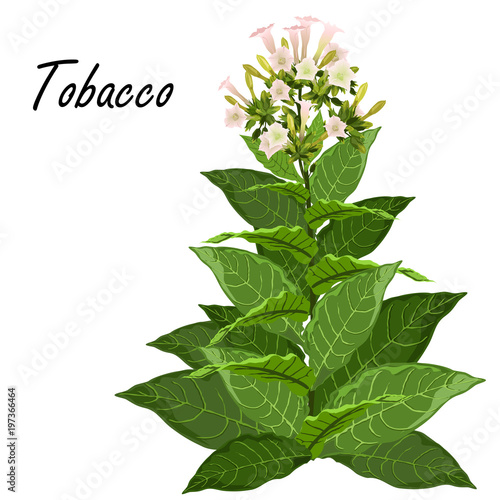 Tobacco (Nicotiana tabacum). Hand drawn realistic vector illustration of green tobacco plant with leaves and flowers isolated on white background.