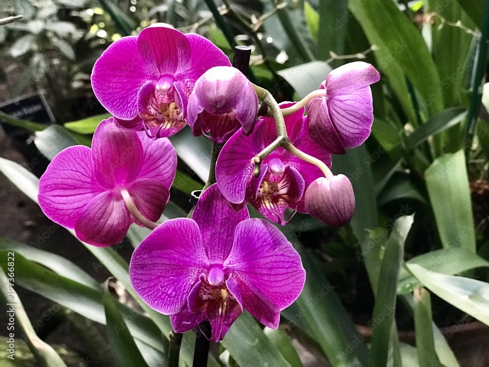 Fototapeta premium A bunch of purple orchids close up 