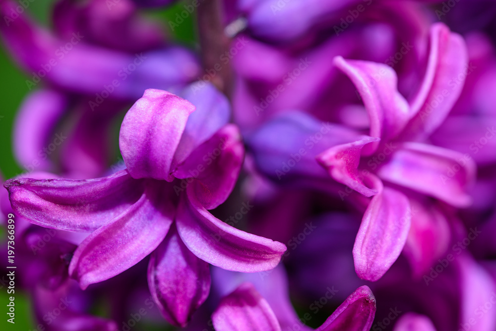 Hyacinth flower blooms Hyacinth flower blooms