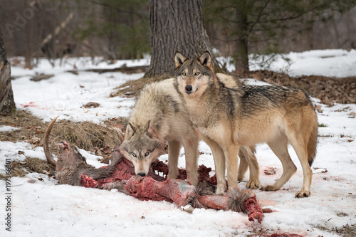 Grey Wolves  Canis lupus  Look Up From Deer Kill