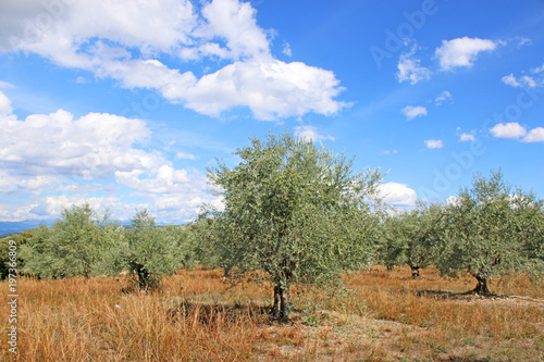 Olive Grove in France