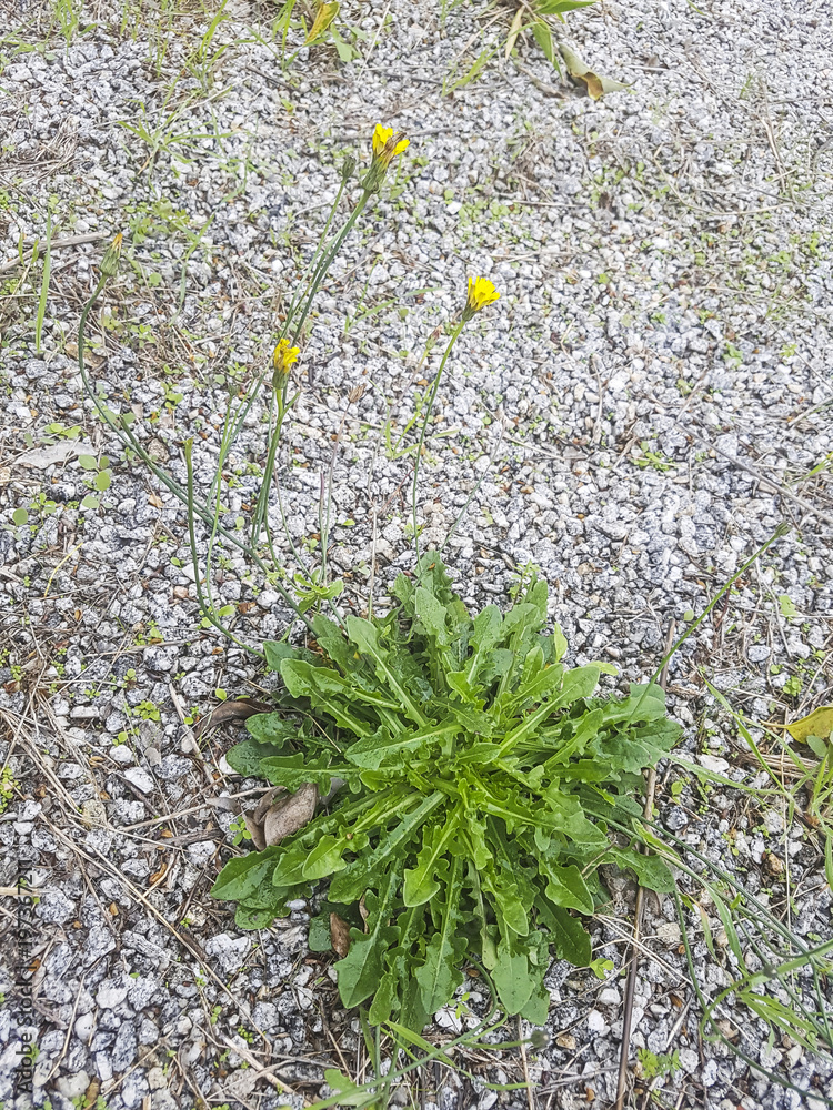 Obraz premium Lesser, hairy or rough hawkbit