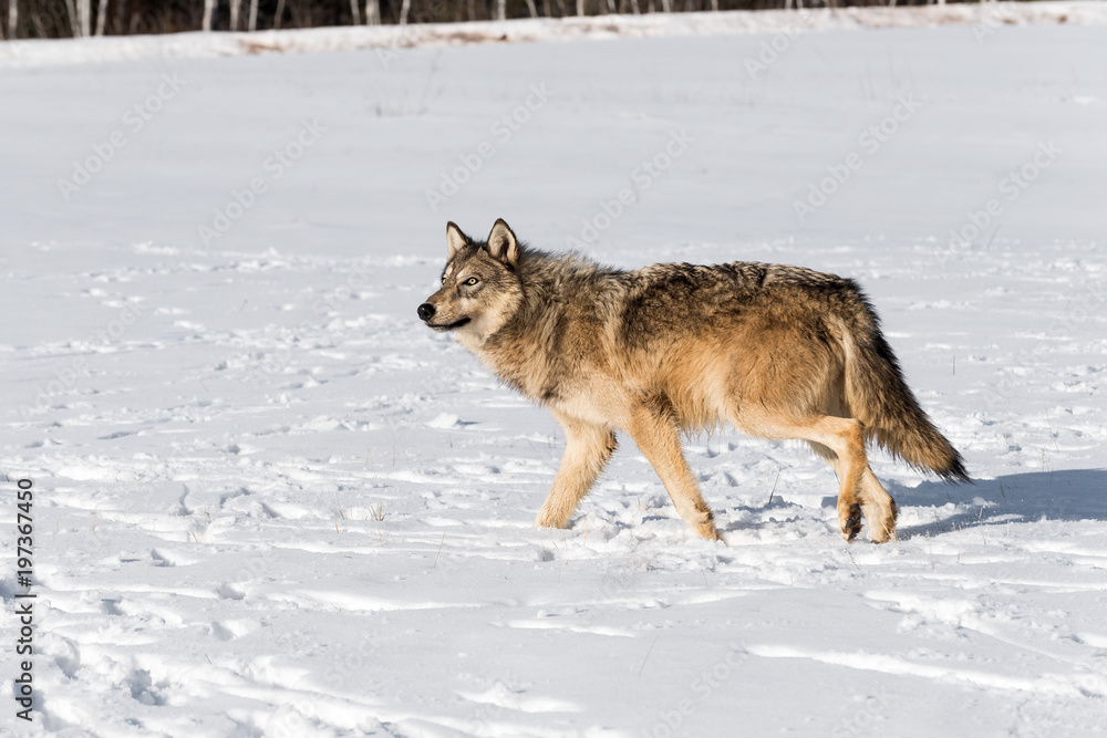 Obraz premium Grey Wolf (Canis lupus) Looks Up While Walking Left