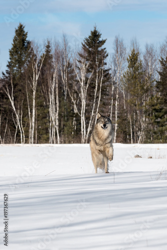 Grey Wolf  Canis lupus  Leaps Forward in Snowy Field