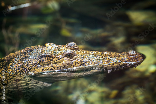 Small alligator swimming in water
