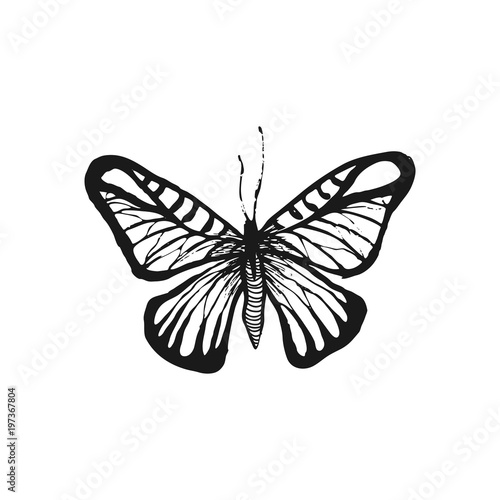 Butterfly sketch. Hand drawn vector illustration