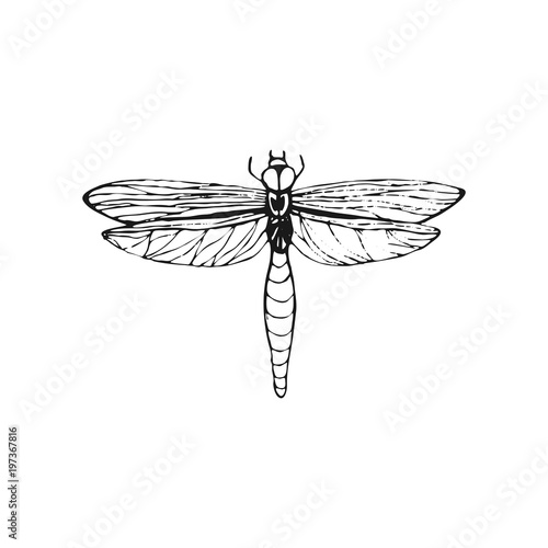 Dragonfly sketch. Hand drawn vector illustration