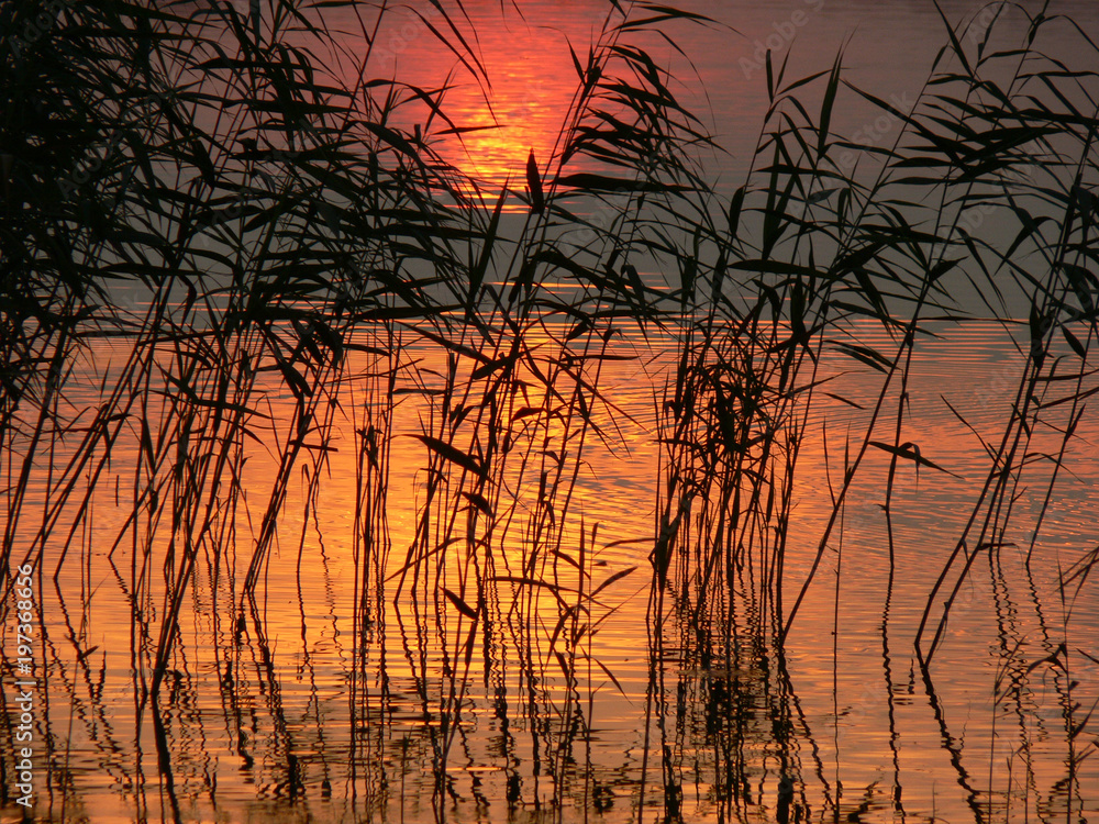 Obraz premium Schilf im Wasser, in dem sich ein stimmungsvoller Sonnenuntergang spiegelt