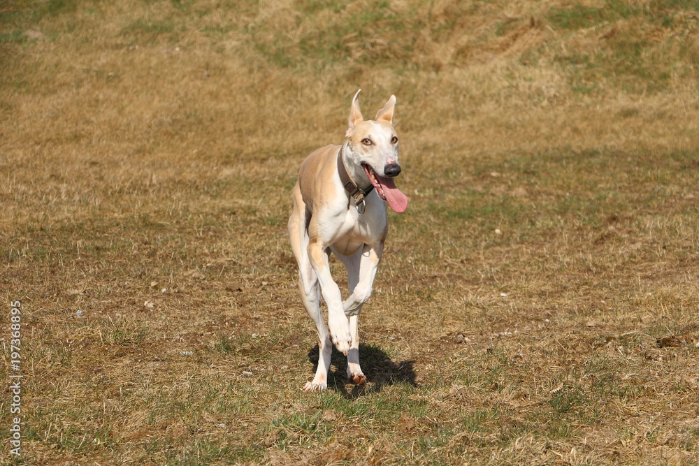 brown galgo is running in the park