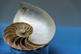 Nautilus Shell on blue background