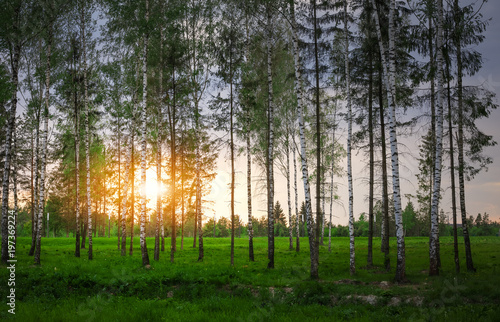 Park with birch trees and green grass at sunset