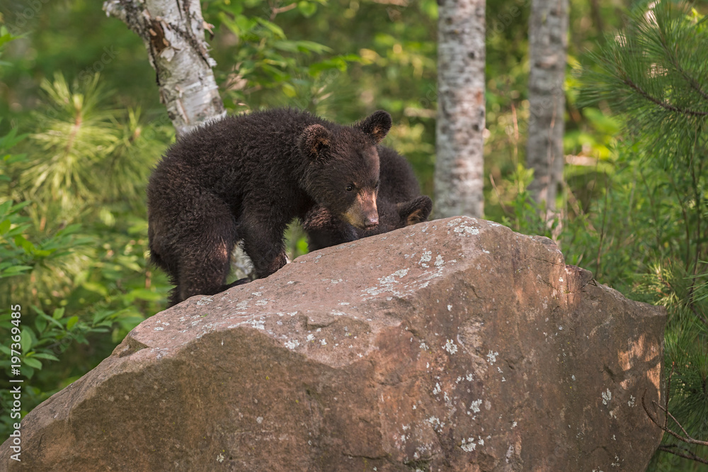 Naklejka premium Black Bear (Ursus americanus) Cubs Climb up Backside of Den