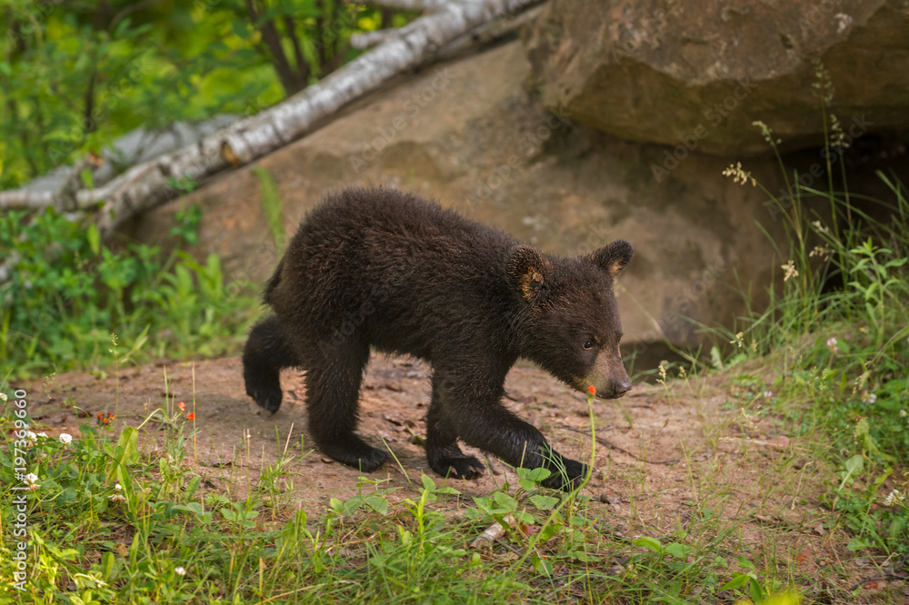Fototapeta premium Black Bear (Ursus americanus) Cub Walks Right Near Den