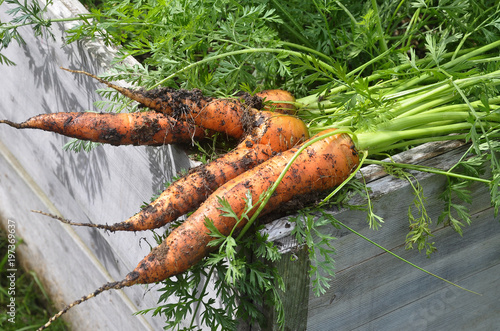 Karotten frisch geerntet auf Hochbeet