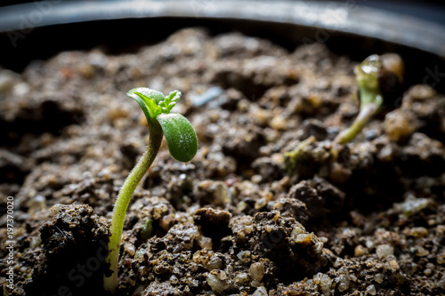 Young Cannabis Growing in soil