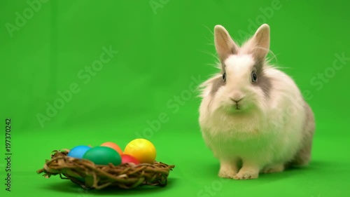 Easter bunny sitting near a nest with colorful eggs on a green background