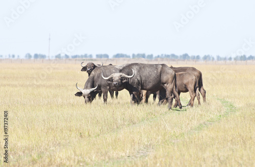 A herd of Buffalo in the desert