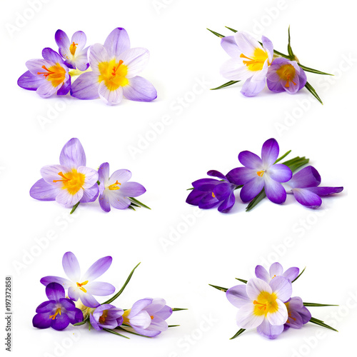 crocus flower on white background - fresh spring flowers - collage