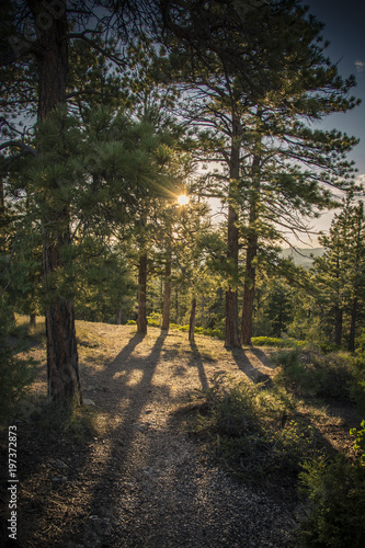 Rays of light at sunset