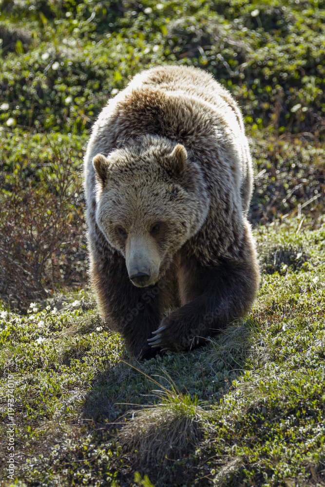 Grizzly bears in Denali National Park Grizzly bears in Denali National Park