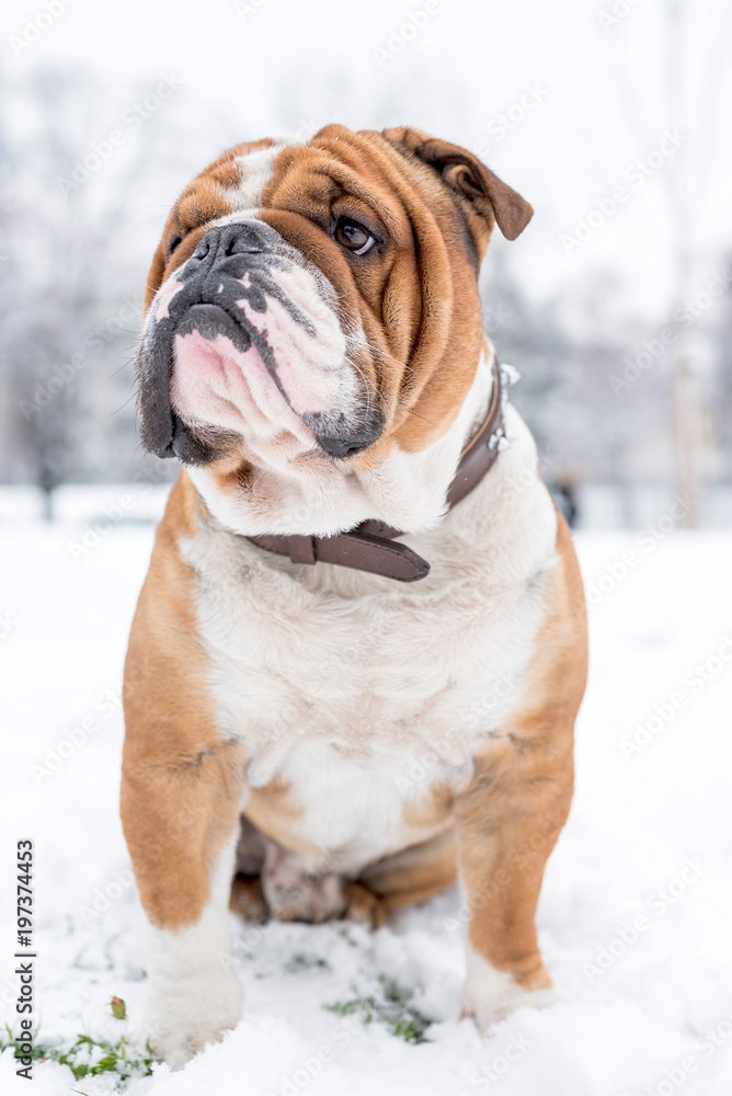 Portrait of big English bulldog outdoor,selective focus