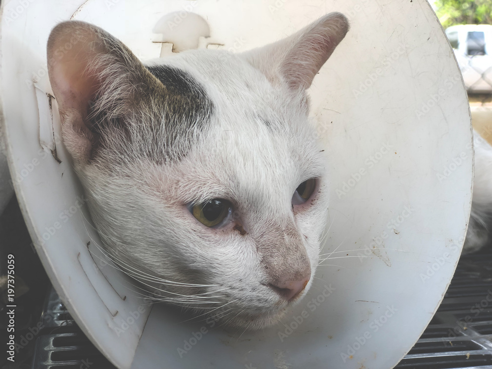Veterinary surgeon neutering a Stray cat Rabies vaccination Stock Photo