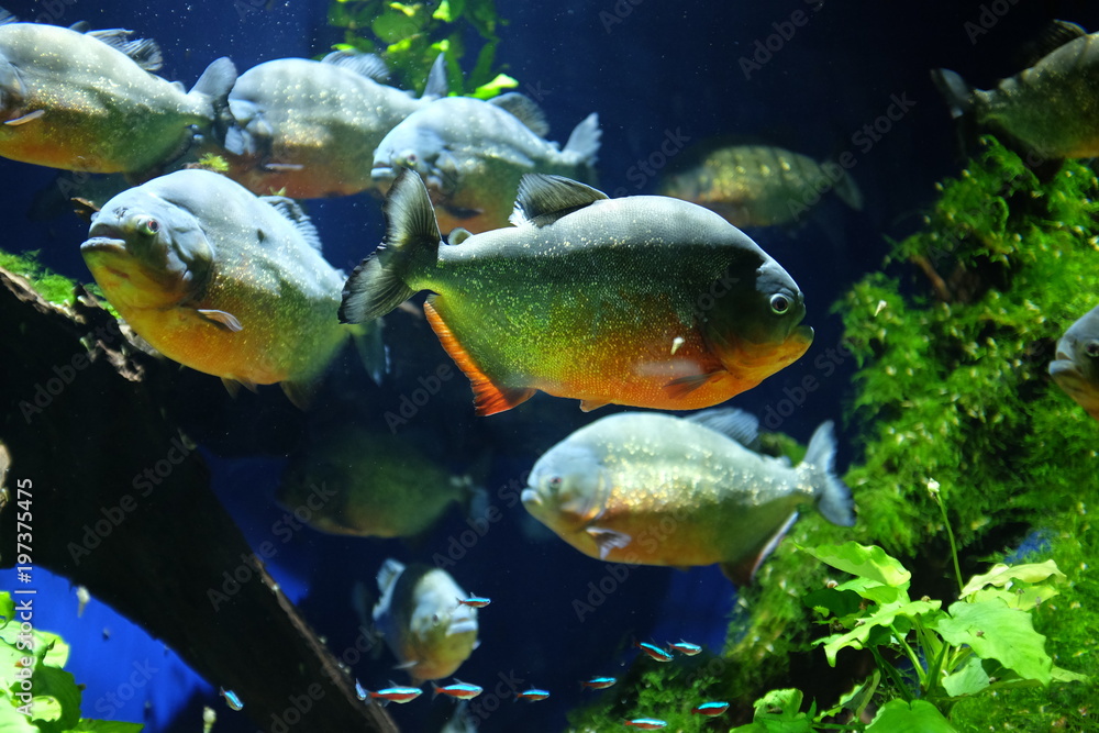 Obraz premium Piranha