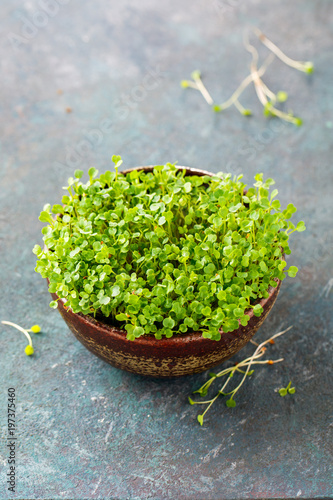 Growing micro-greens in a bowl