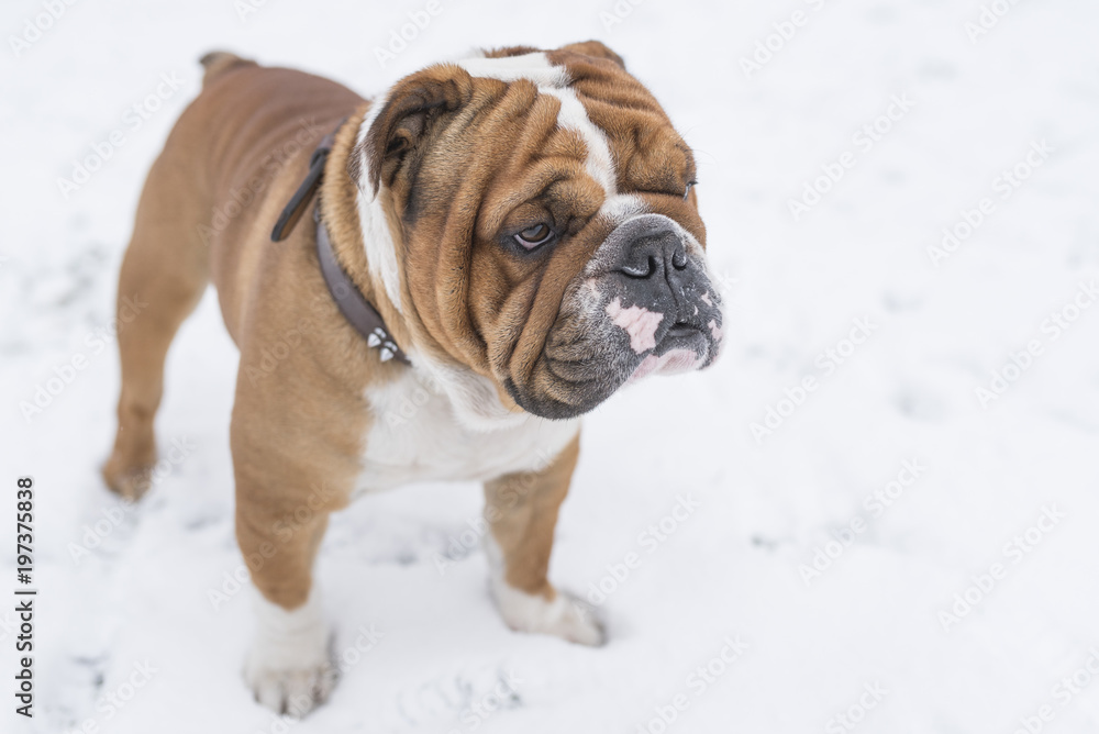 Close up portrait of the English bulldog,selective focus and blank space Close up portrait of the English bulldog,selective focus and blank space
