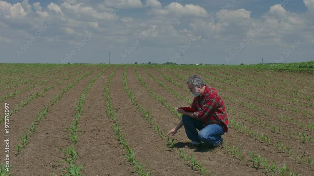 Agriculture, farmer or agronomist inspecting quality of corn plant in field, spring time Agriculture, farmer or agronomist inspecting quality of corn plant in field, spring time
