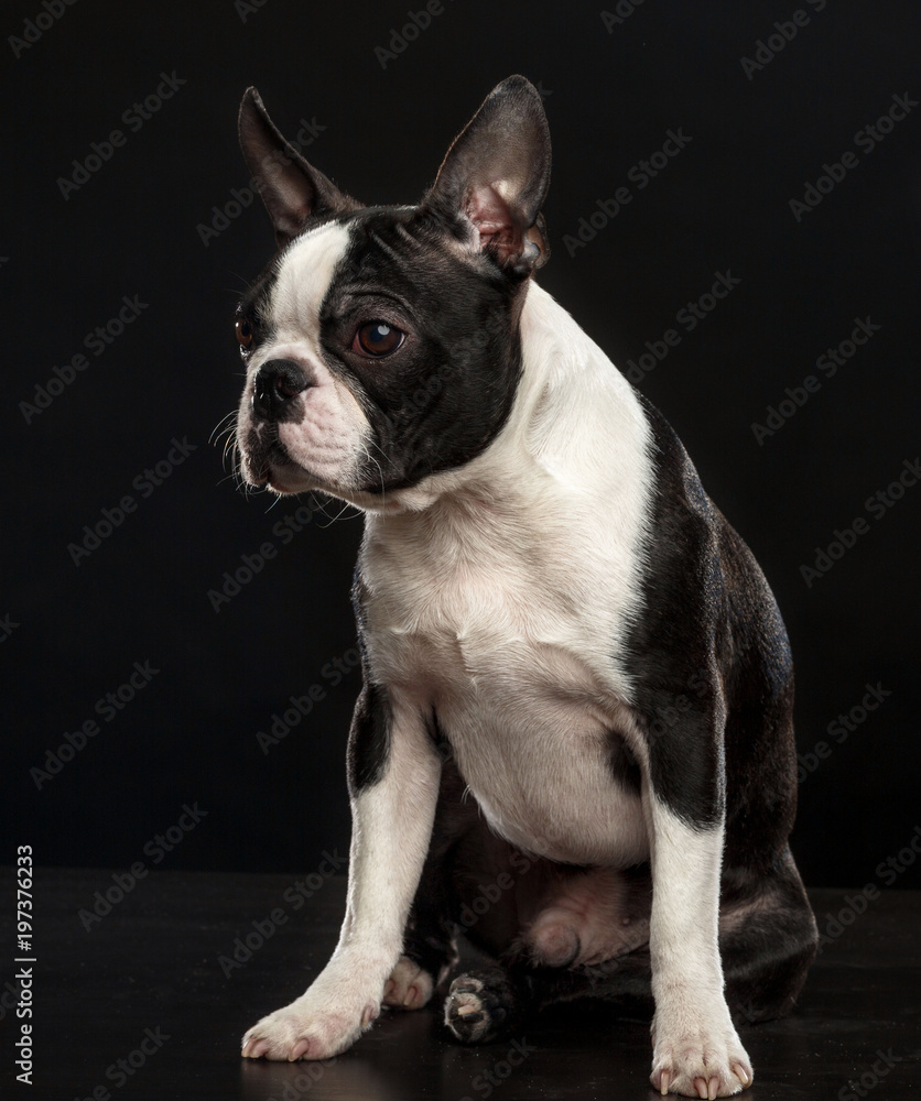 Boston Terrier Dog on Isolated Black Background Boston Terrier Dog on Isolated Black Background