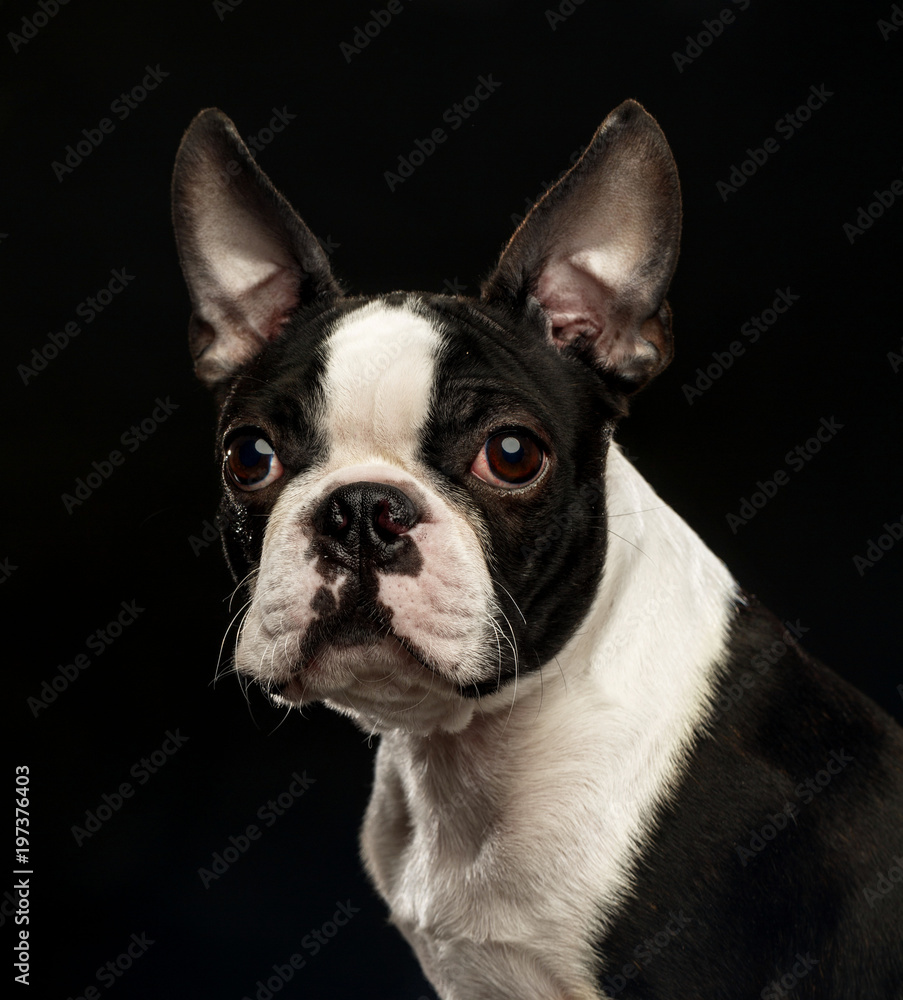 Boston Terrier Dog on Isolated Black Background 