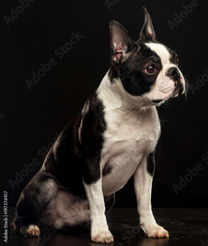 Fototapeta Naklejka Na Ścianę i Meble -  Boston Terrier Dog on Isolated Black Background 