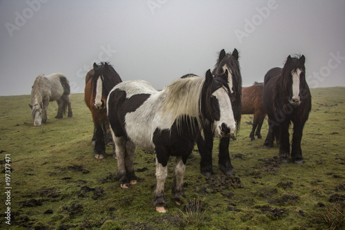Horses on the moor