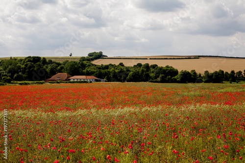 Poppy Field in the English Countryside