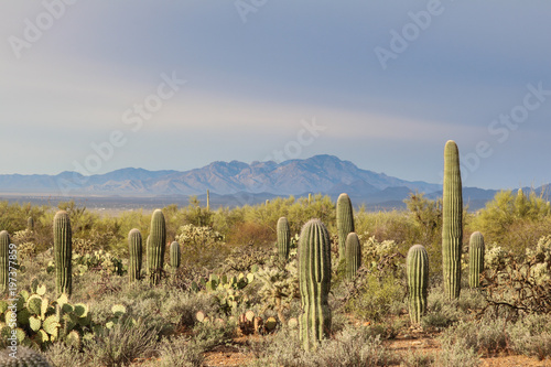 Saguaros in Tucson Mountain Park near Saguaro National Park, Arizona