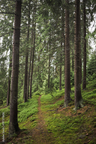 Fototapeta Naklejka Na Ścianę i Meble -  Pathway in old pine wood. Vertical color photography.