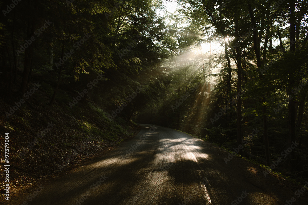 Obraz premium A Road Through A Forest With Light Rays Through The Trees