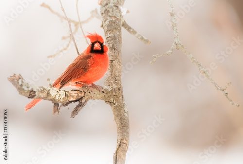 The male Northern Cardinal