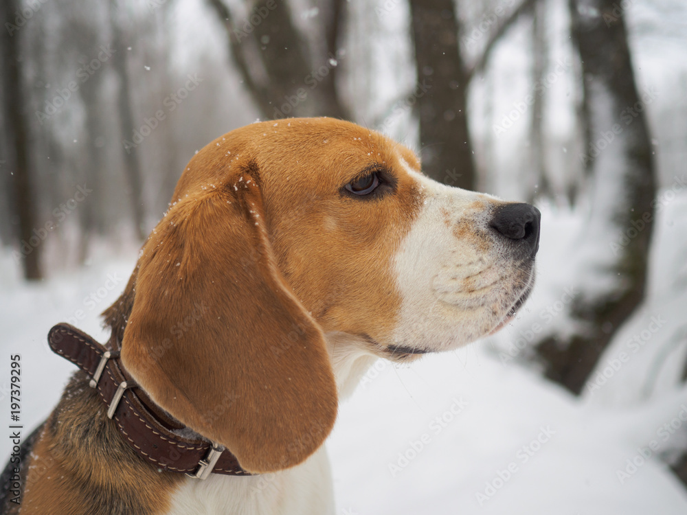 portrait of Beagle dog in snow-covered forest portrait of Beagle dog in snow-covered forest