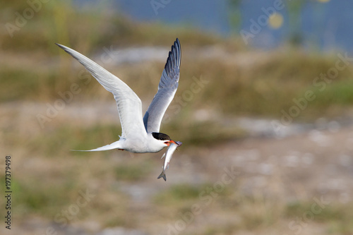 Küstenseeschwalbe (Sterna paradisaea)