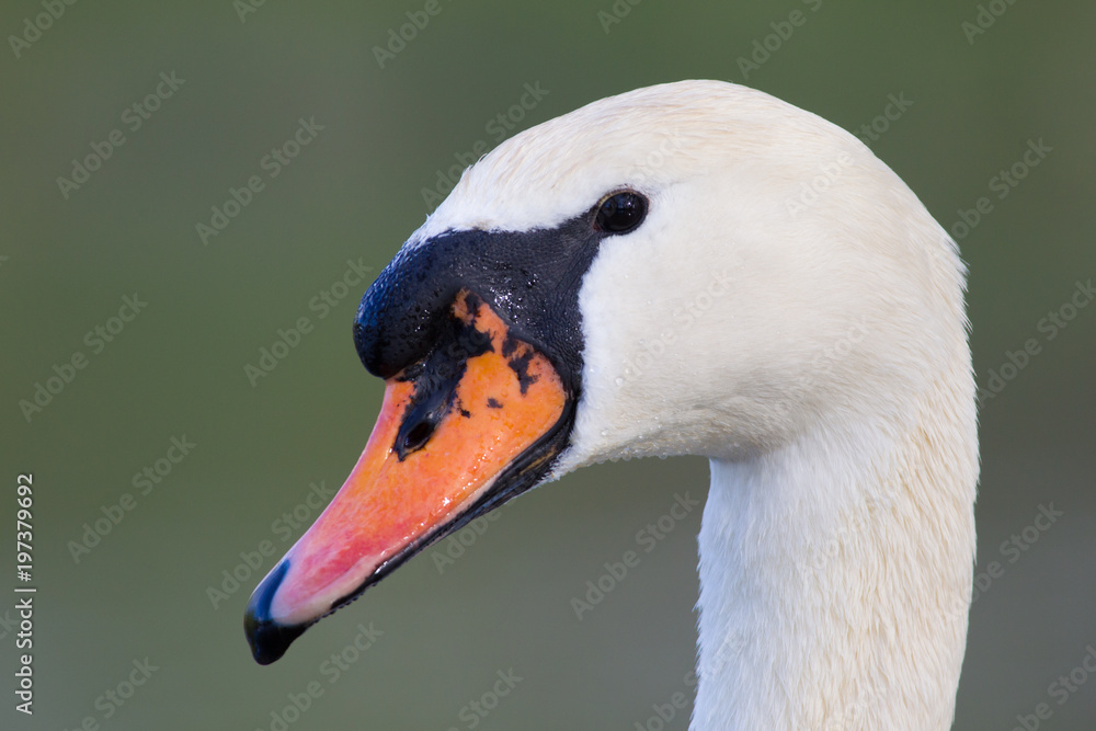 Obraz premium Portrait Höckerschwan (Cygnus olor)