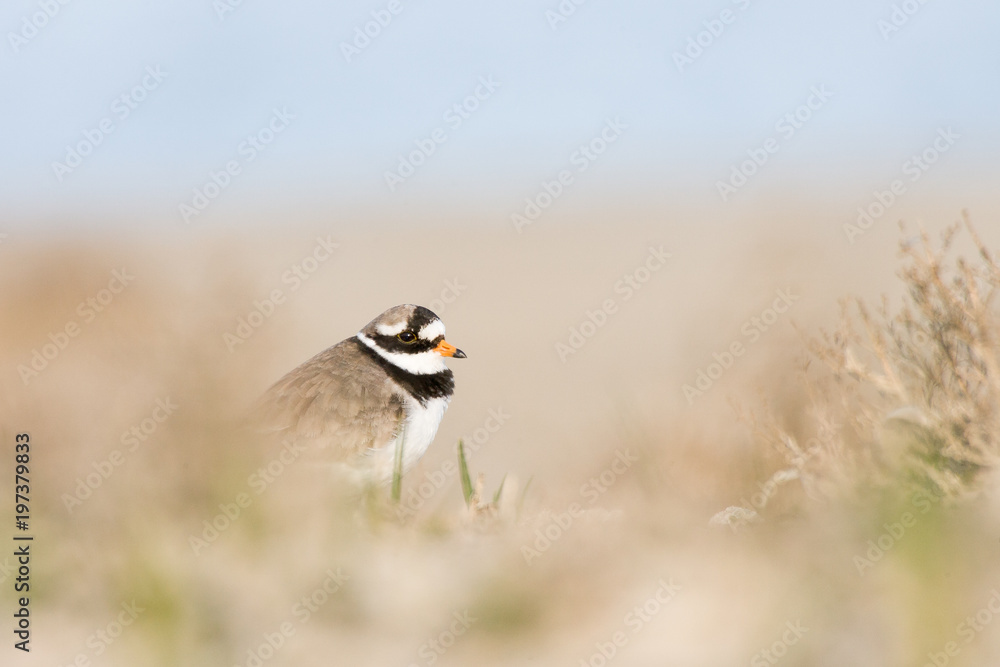 Sandregenpfifer (Charadrius hiaticula) Sandregenpfifer (Charadrius hiaticula)