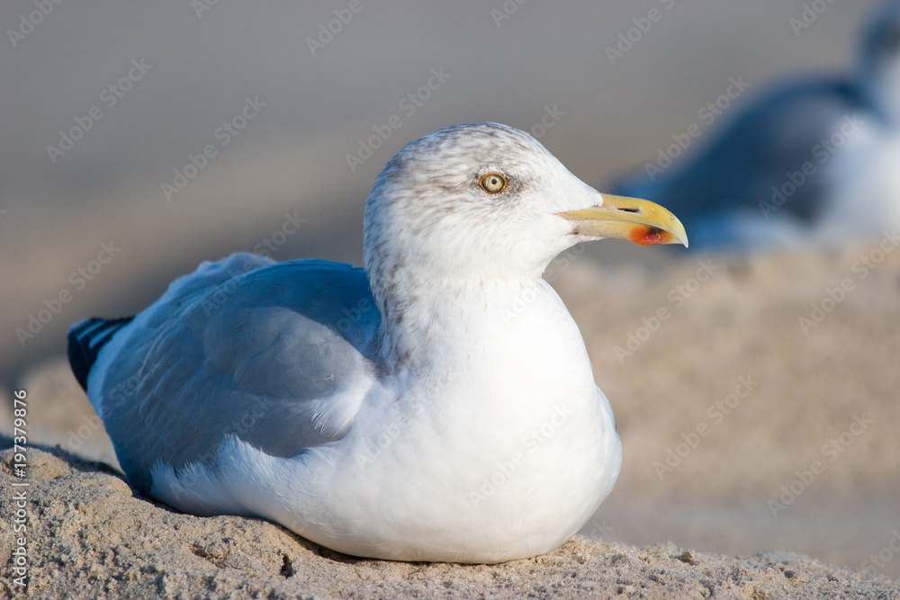 Portrait Silbermöwe (Larus argentatus) Portrait Silbermöwe (Larus argentatus)