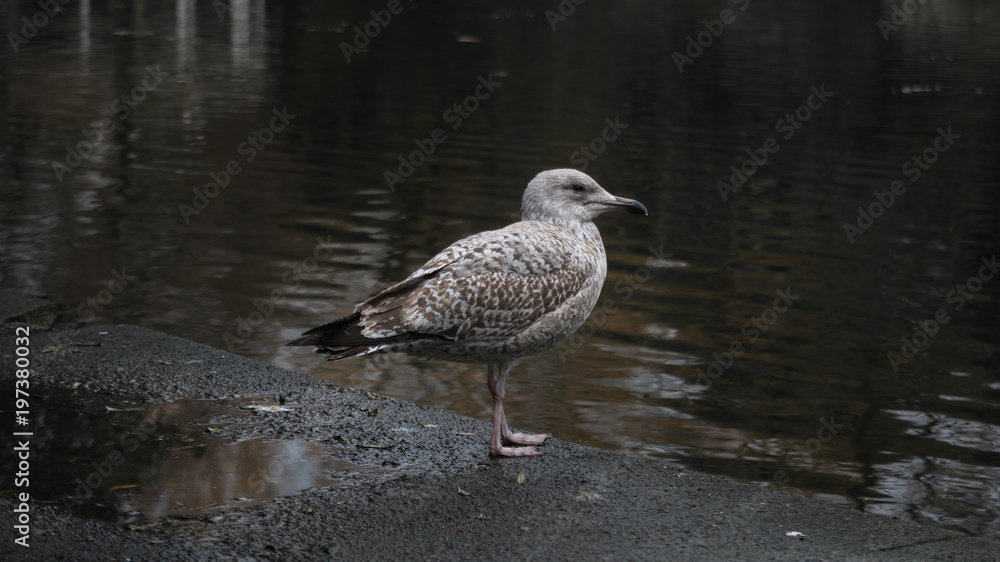 Side view of brown feathered pigeon - Dove standing on the edge to a lake in a park Side view of brown feathered pigeon - Dove standing on the edge to a lake in a park
