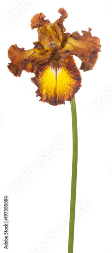 Fototapeta Naklejka Na Ścianę i Meble -  iris flower isolated