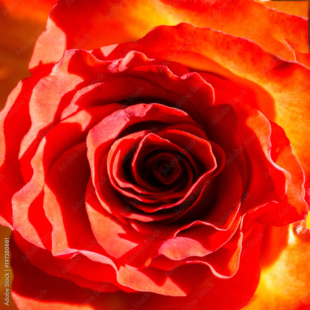 a red-yellow rose in close-up a red-yellow rose in close-up