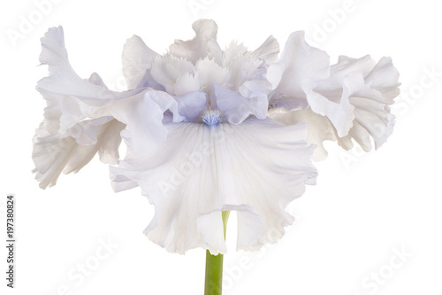 Fototapeta Naklejka Na Ścianę i Meble -  iris flower isolated