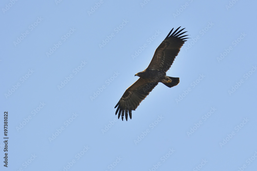 Lesser Spotted Eagles (Aquila pomarina), Crete Lesser Spotted Eagles (Aquila pomarina), Crete
